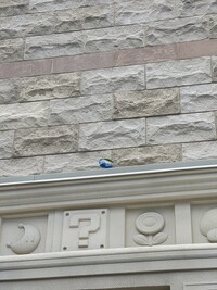 Celestial Park Pikmin 2.jpg