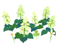 White salvia flowers icon.png