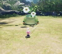 Creeping Chrysanthemum watching.jpg