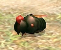 P2 Shearwig eating.jpg