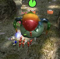 P2 Creeping Chrysanthemum eating.jpg