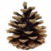 Pine Cone (real world).jpg