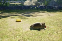 Gildemandwee corpse.jpg