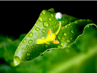 Pikmin resting done.png