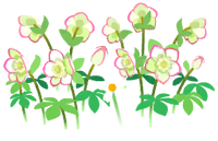 White helleborus flowers icon.png