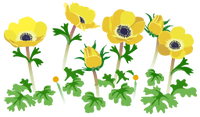 Yellow windflower flowers icon.png