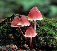 Mycena haematopus2 PK.jpg