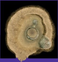 P2CU room saka1 1 tsuchi.jpg