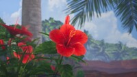 RedHibiscus.jpg