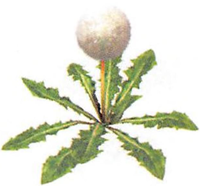 P2 Artwork Seedling Dandelion.png