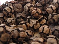 Cypress cones (real world).jpg