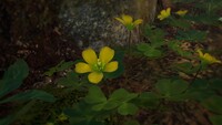 Woodsorrel.jpg