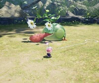 Creeping Chrysanthemum missed.jpg