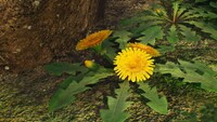 Sow thistle.jpg