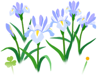 White iris flowers icon.png