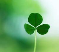Three-leaf-clover.jpg