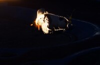 Bearded Amprat In The Dark.jpg