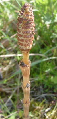 Equisetum arvense.jpg