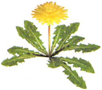 P2 Artwork Dandelion.png