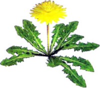 Dandelion art.jpg