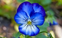 Pansy-flower-10.jpg
