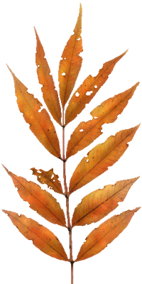 Wistful wild yellow plant.png