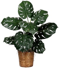 Monstera.jpg
