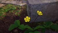 Cinquefoil.jpg