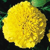 Real French Marigold.jpg