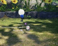 Downy Snagret egg.jpg