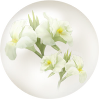 White canna lily nectar icon.png