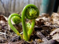 RealLifeFiddlehead.jpg