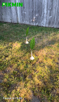 Pikmin Finder Two White Sproutes.png