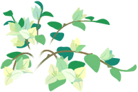 White bougainvillea flowers icon.png