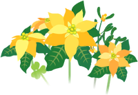 Yellow poinsettia flowers icon.png