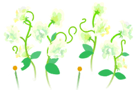 White sweet pea flowers icon.png