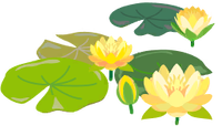 Yellow water lily flowers icon.png