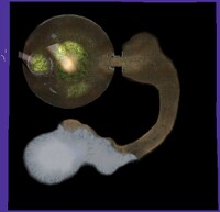 P2CU room purple14x14 snow.jpg