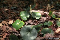 Real Peltate Leaf.jpg