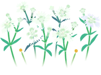 White dianthus flowers icon.png