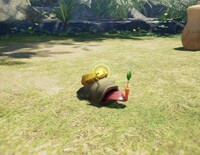 Gildemandwee eating.jpg