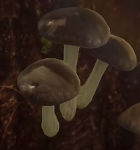 Mushrooms.png