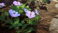 Cranesbill.jpg