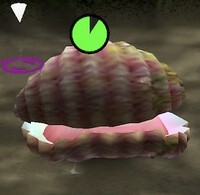 P1 Pearly Clamclamp eating.jpg