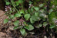 Real slender wild basil.jpg