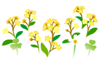 Yellow forget-me-not flowers icon.png
