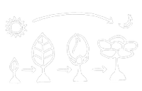 P1 Monolog Illustration Pikmin Maturity.png