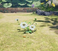 Creeping Chrysanthemum awoken.jpg