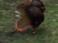 P1 Dwarf Bulbear eating.jpg