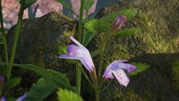 Dragon's mouth orchid.jpg